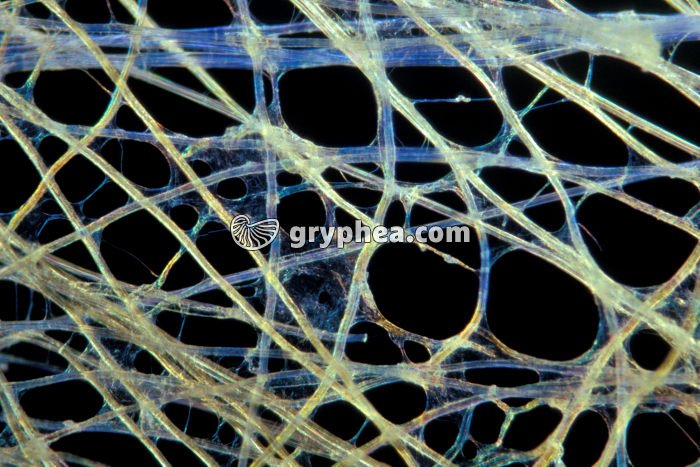 Fibres de Cellulose x25 - gryphea.com